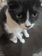 Cube Cat GIF - Cube Cat Kevin GIFs