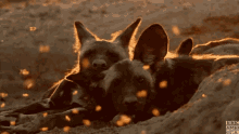 Relaxed Cozy GIF - Relaxed Cozy Painted Wolf GIFs