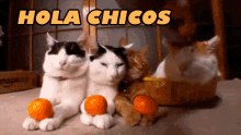 Hola Chicos GIF - Hola Chicos Mandarina Gatos GIFs