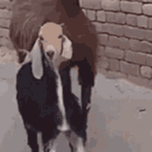 goat dance walk cabra dancing