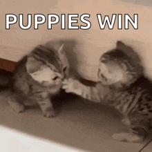 two kittens are playing with each other and the words puppies win are above them