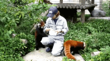 a man in a blue hat is feeding a red panda in a zoo