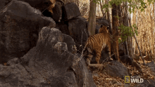 Climbing Up Tiger Cub Escape GIF - Climbing Up Tiger Cub Escape Tiger GIFs