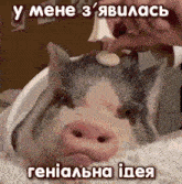 a picture of a pig with a caption that says ' u mene 3 '