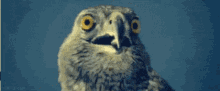 Shocked Bird GIF - Shocked Bird GIFs