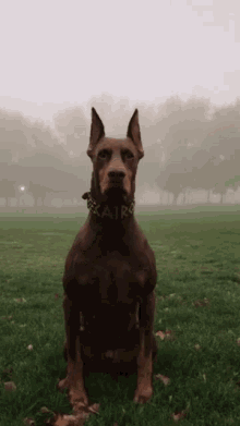 Dog Dobermann GIF