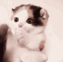 Eatin Ya Fuzzy Wuzzy Tail GIF - Cats Kittens Aww GIFs