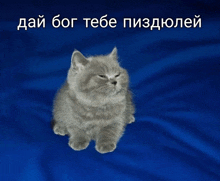 a gray kitten is sitting on a blue cloth with the words " dai bog tebe piздюлей " above it