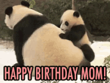 Happy Birthday Mom GIF - Pandas Happy Birthday Mom Hbd GIFs