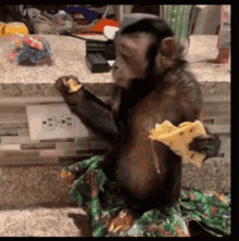 monkeys eating hungry cute