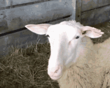 Sheep Bleating GIF - Sheep Bleating Mabel GIFs