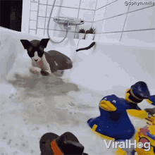 Playing With Water Viralhog GIF - Playing With Water Viralhog Taking A Bath GIFs