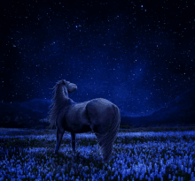 shooting star make a wish horse night sky star gazing