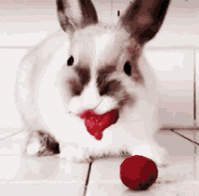 兔子 兔兔 吃 GIF
