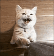 Kitty Cute GIF - Kitty Cute Getting Attention GIFs