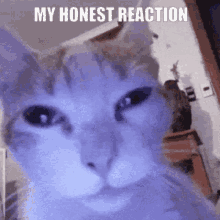 Byuntear Cat GIF - Byuntear Cat My Honest Reaction GIFs