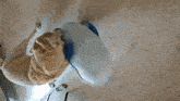 a dog is playing with a toy on the floor
