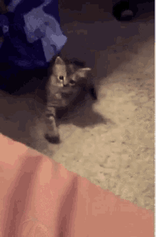 Cat Kitty GIF - Cat Kitty Come Here GIFs
