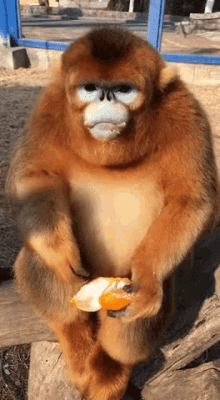 Golden Monkey Snub Nosed Golden Monkey GIF - Golden Monkey Snub Nosed Golden Monkey Zurdinho GIFs