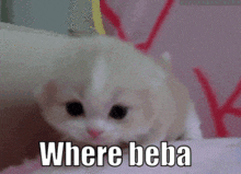 a kitten is laying on a pink blanket with the words where beba below it