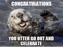 Otter Congratulations GIF - Otter Congratulations Cute GIFs