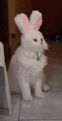 katze cat hasenohren bunny ears
