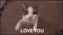 Cat Love You GIF - Cat Love You Cute GIFs