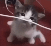 Cat Cat Bite GIF