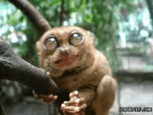 Tarsier Chewing GIF - Tarsier Chewing Eating GIFs