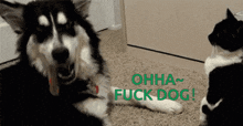 a dog and a cat are looking at each other with the words ohha fuck dog written in green