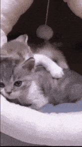 a gray and white kitten is playing with a toy