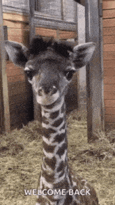 Derp Giraffe GIF - Derp Giraffe Baby Giraffe GIFs