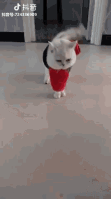 Cat Fun GIF - Cat Fun Schnappi GIFs