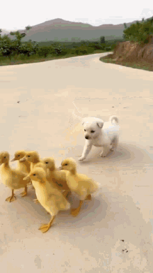Duck Ducky GIF - Duck Ducky Puppy GIFs