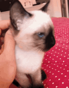 Cat Siamese GIF - Cat Siamese Meow GIFs