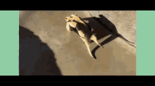 a couple of animals are standing next to each other on a sidewalk