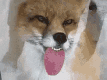 Fox Lick GIF - Fox Lick Window GIFs