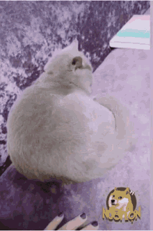 a picture of a doge with the word nuoi lon on it