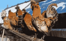 Day 23: They Don'T Suspect A Thing GIF - Cat Hidden Chicken GIFs