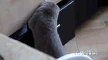 Cat Gets Caught Stealing From Drawer GIF