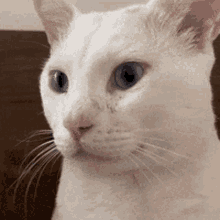 Heelouvre Cat Looking To The Side GIF - Heelouvre Cat Looking To The Side GIFs