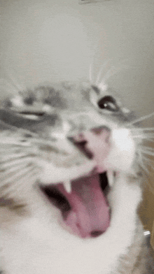 a close up of a cat with its mouth wide open