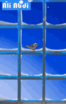 Window Bird GIF - Window Bird GIFs