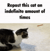 a picture of a cat with the words repost this cat an indefinite amount of times