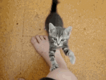 a kitten laying on a person 's foot looking at the camera