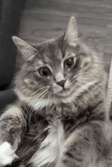 a close up of a cat laying on its back