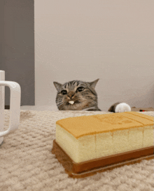 a cat laying on the floor with a piece of cake in front of it