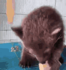 Binturong Baby GIF - Binturong Baby Bearcat GIFs