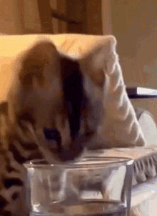 Cat Cup GIF - Cat Cup Meow GIFs