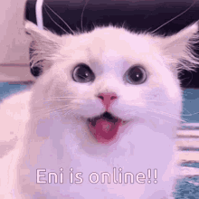 Eni Eni In Chat GIF